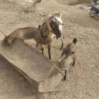 بز دوقلو زا ب همراه دوتا بزغاله