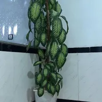 گل طبیعی|گل و گیاه طبیعی|جوانرود, |دیوار