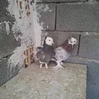 کبوتر کفتر کله ای