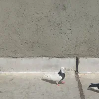 طوقی.