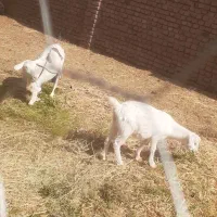 بز و کهره ماده ۵ماهه سانان روزی دو کیلو شیر