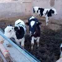 گوساله قطع شیر