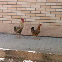 دو عدد مرغ و خروس محلی