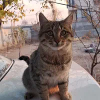 واگذاری گربه های DSH|گربه|دماوند, دماوند|دیوار