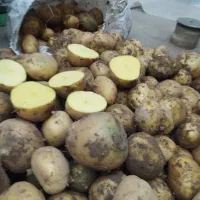 سیب زمینی نژاد آگریا|عمده‌فروشی|هشترود, |دیوار