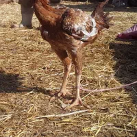 مرغ خروس لاری|حیوانات مزرعه|تربت جام, معدآباد|دیوار