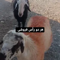 دو راس