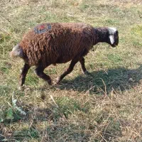 یک بره نر گیج