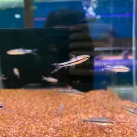 ردلاین ۴سانت