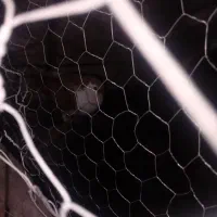 کفتر
