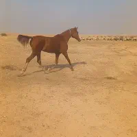 شوش|اسب و تجهیزات اسبسواری|شوش, |دیوار