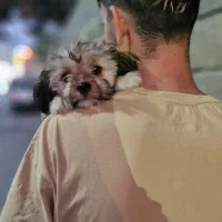 واگزاری|سگ|پاکدشت, حصار امیر|دیوار