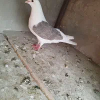 کبوتر پشت دار