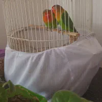 طوطی برزیلی