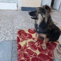 پاپی نرباهوش