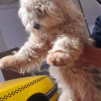 سگ مالتیز کراس ماده ۶ماهه|سگ|آمل, |دیوار