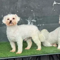 سگ مالتیز اصیل و آپارتمانی