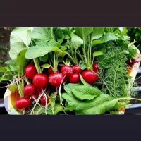 سبزی فروشی معین در رشت