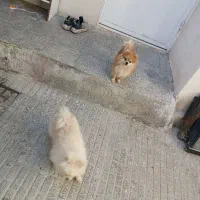 یک جفت پامر عروسکی