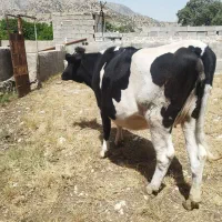 فروش تلیسه 6/۵ماه آبستن