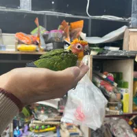 فروش طوطی راحب و خورشیدی سرلاکی درجه یک|پرنده|چالوس, |دیوار