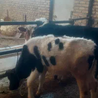 گوساله نر|حیوانات مزرعه|اشتهارد, |دیوار