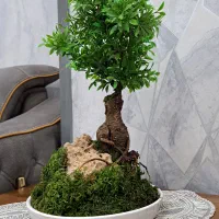 بنسای طبیعی و مصنوعی