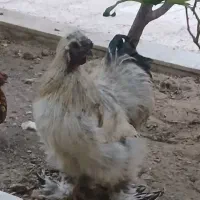 خروس ابریشمی