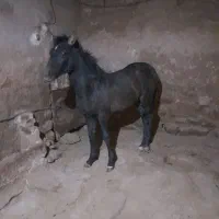 سلام مادیان سواری ۴ساله درجه یک سالم