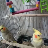 طوطی عروس هلندی رام و مولد|پرنده|ایلام, |دیوار