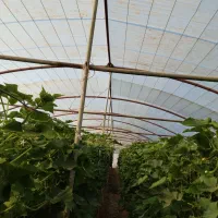 فروش گلخانه  400 متری|عمدهفروشی|سلیمان, |دیوار