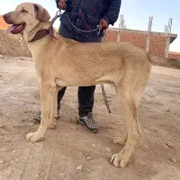 واگذاری پژدر ۱۱ماهه|سگ|بوکان, |دیوار