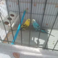 یک جفت مرغ عشق به فروش میرسد|پرنده|تبریز, |دیوار