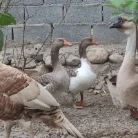 یک جفت غاز چاق وچله و جوان