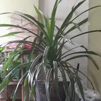 گل گندمی بزرگ با گلدان سفالی وگل برگ موزی