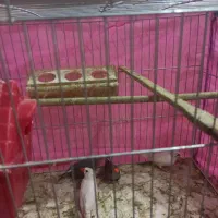 فنچ|پرنده|دیواندره, |دیوار