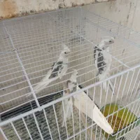 عروس هلندی جفت آلبینو دوکت مولد