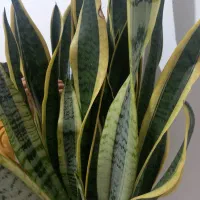 گل سانسوریا