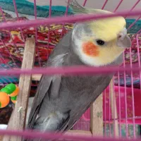 عروس هلندی نر مولد