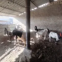 حیوانات مزرعه