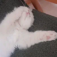 گربه|گربه|ملارد, |دیوار