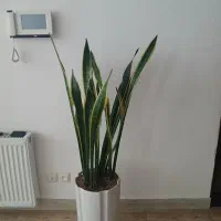 گل سانسوریا