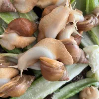 حلزون آچاتینا