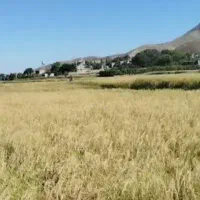 برنج درجه یک درگز (درونگر)