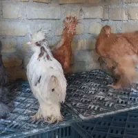 برهما گله مرغ و خروس جوجه برهما فیروزآباد فارس|حیوانات مزرعه|شیراز, شهرک سراج|دیوار