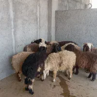 ۱۰ راس بره نر ترکی ناز