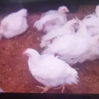 مرغ گوشتی ۴۵ روزه ی زنده ارگانیک