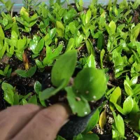 فروش گل زامیفولیازامفولیا|گل و گیاه طبیعی|بابل, |دیوار