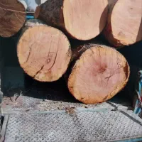 هرس کاری درخت وخرید چوب