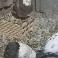 تعدادی کبوتر|پرنده|فهرج, |دیوار